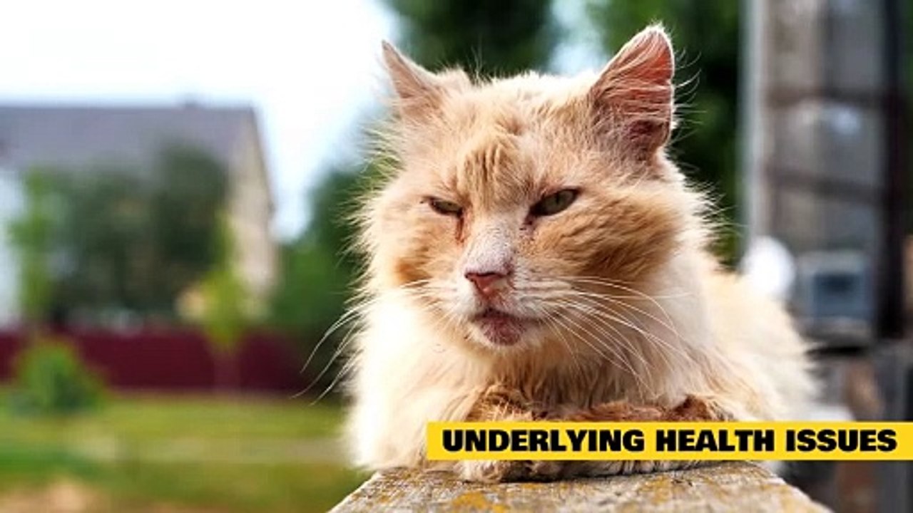 Why is My Cat so Clingy A Guide to Overly Needy Cats