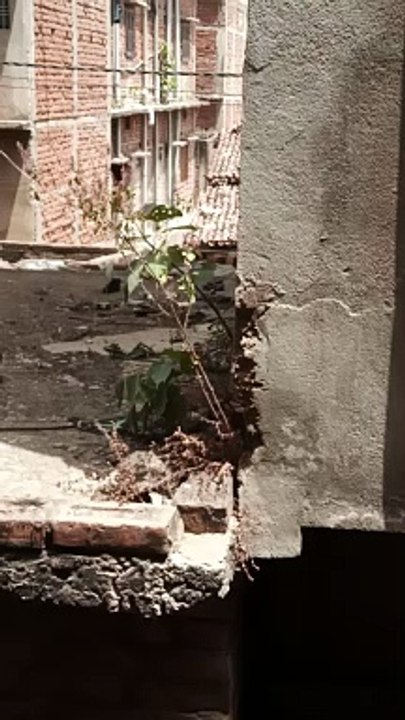 Super Hardy Plants