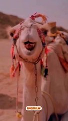 #Allah ny Ounth jesy janwar bhi ham par Halah kr diye