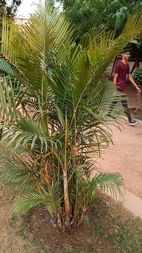 Areca palm the best option