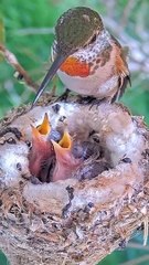 Baby humming birs