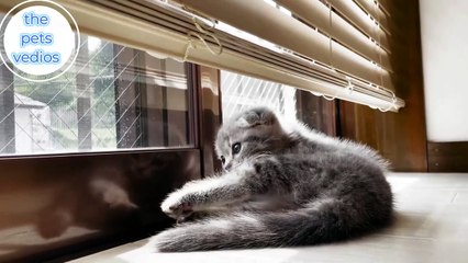 a kitten who was cheerfully invited while playing