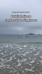 Baleia é flagrada nadando perto da areia em praia de Florianópolis