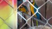 Polícia Ambiental apreende aves ameaçadas em cativeiro ilegal em Terra Roxa