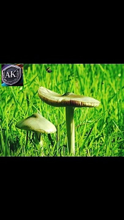 Funny babay kids cartoon video
