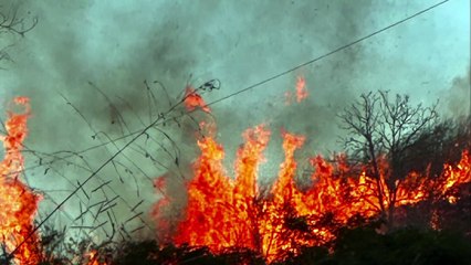 Incêndio devasta fazenda de Lúcia Veríssimo em Minas Gerais