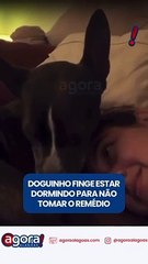 DOGUINHO FINGE ESTAR DORMINDO PARA NÃO TOMAR REMÉDIO