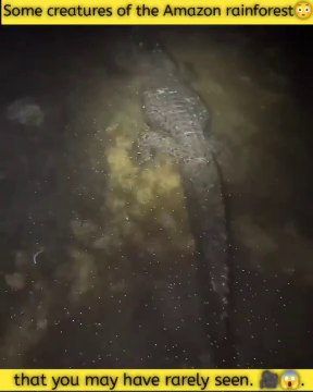 You'll be amazed to see the species of animals found in the Amazon rainforest.