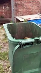 caring Dog with puppy