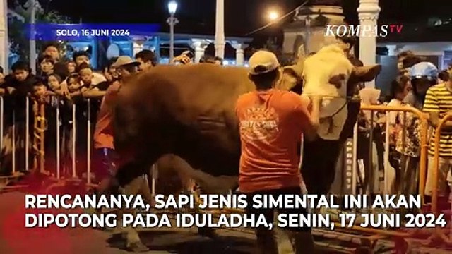 Iduladha 2024, Jokowi Sumbang Sapi Kurban Ukuran Jumbo ke Masjid Agung Keraton Kasunanan