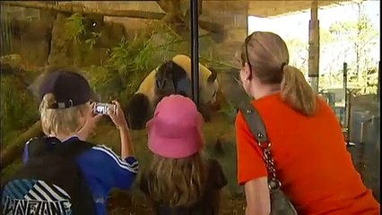 New pair of giant pandas for Adelaide Zoo, Wang Wang and Fu Ni to return to China by end of year