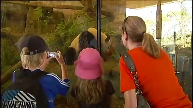 New pair of giant pandas for Adelaide Zoo, Wang Wang and Fu Ni to return to China by end of year