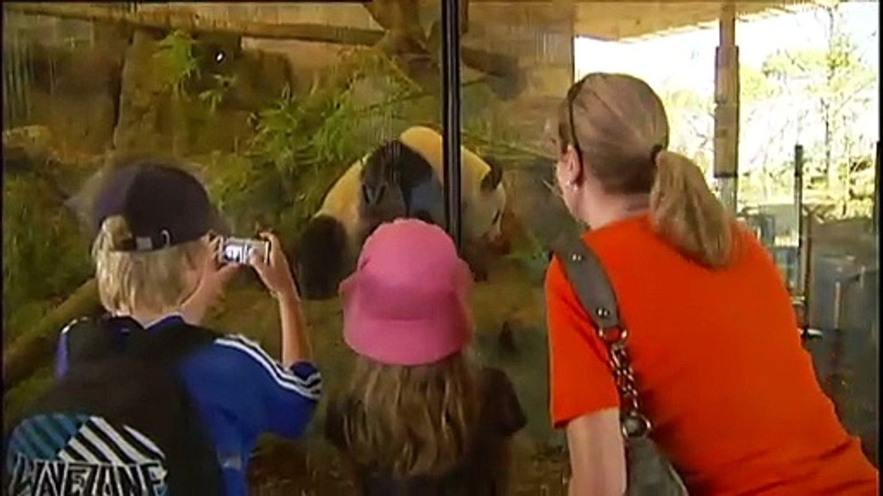 New pair of giant pandas for Adelaide Zoo, Wang Wang and Fu Ni to return to China by end of year