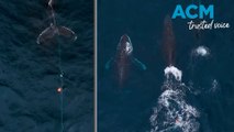 Entangled whales spotted across NSW coast