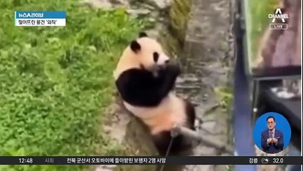중국 판다 푸바오, 관람객 실수로 일시 중단 🚫