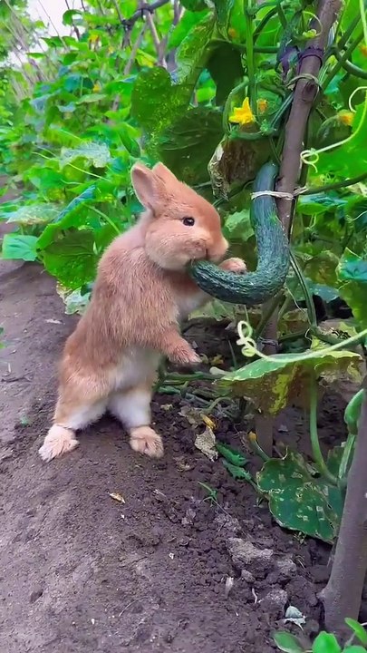 Rabbit eating cucumber in the vegetable garden