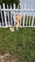 Furry Fun: Dog Catching The Ball Life Live In A Complicated Way
