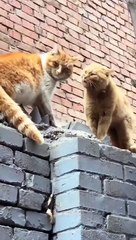 Stop Fighting Cutie Cats On The Wall Beautiful  Look