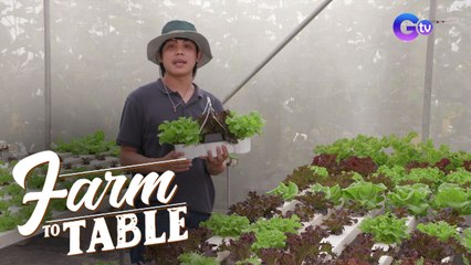 Grow It Yourself - Lettuce | Farm To Table
