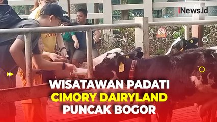 Libur Iduladha, Tempat Wisata di Puncak Bogor Ini Diserbu Pengunjung