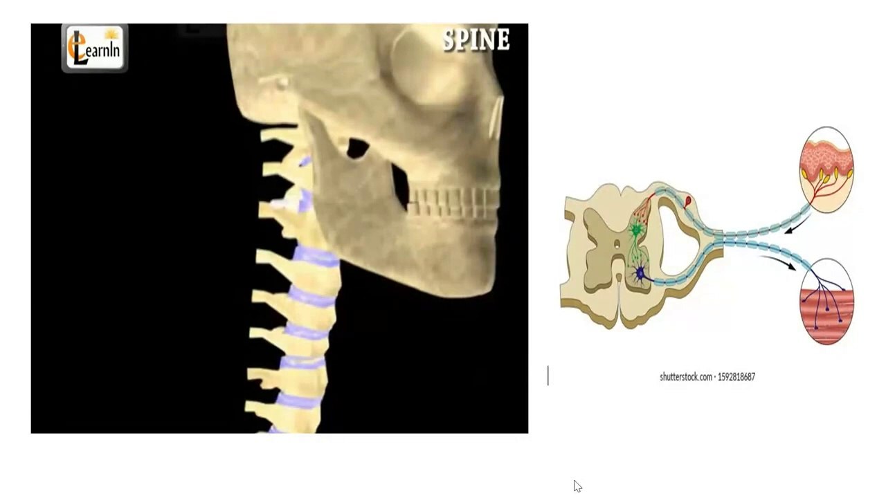 REFLEX ARC