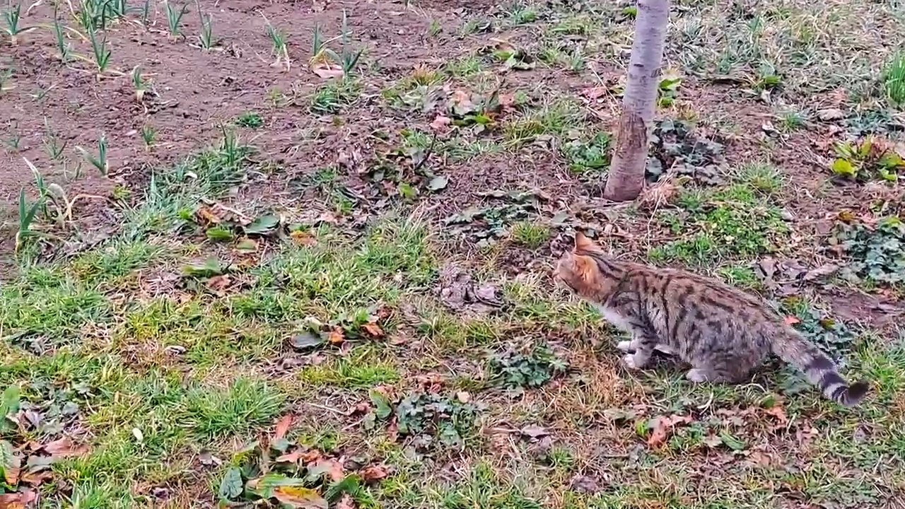 A Cute Kitten is playing (Interesting fun video) #streetcats #kittens #kitten