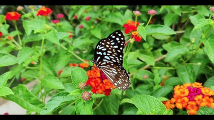 WE ARE IN A SIMULATION AND I CAN PROVE IT