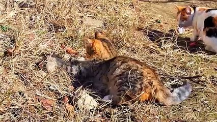 A cute Kitten is playing  Interesting Cat video