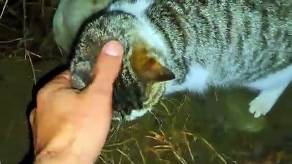 Street cats mate.  The female cat does not allow