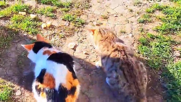 Cute Cats are eating Cat and kitten