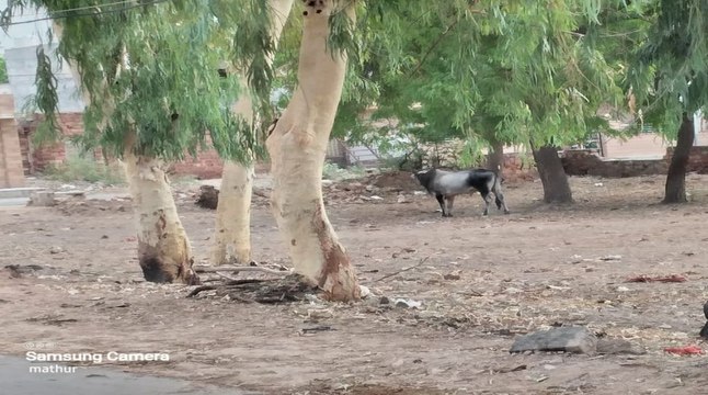 जनता बोली: नगरपरिषद ने ध्यान दिया नहीं, बरबाद कर दिया पार्क, बच्चे कहां खेलने जाएं अब