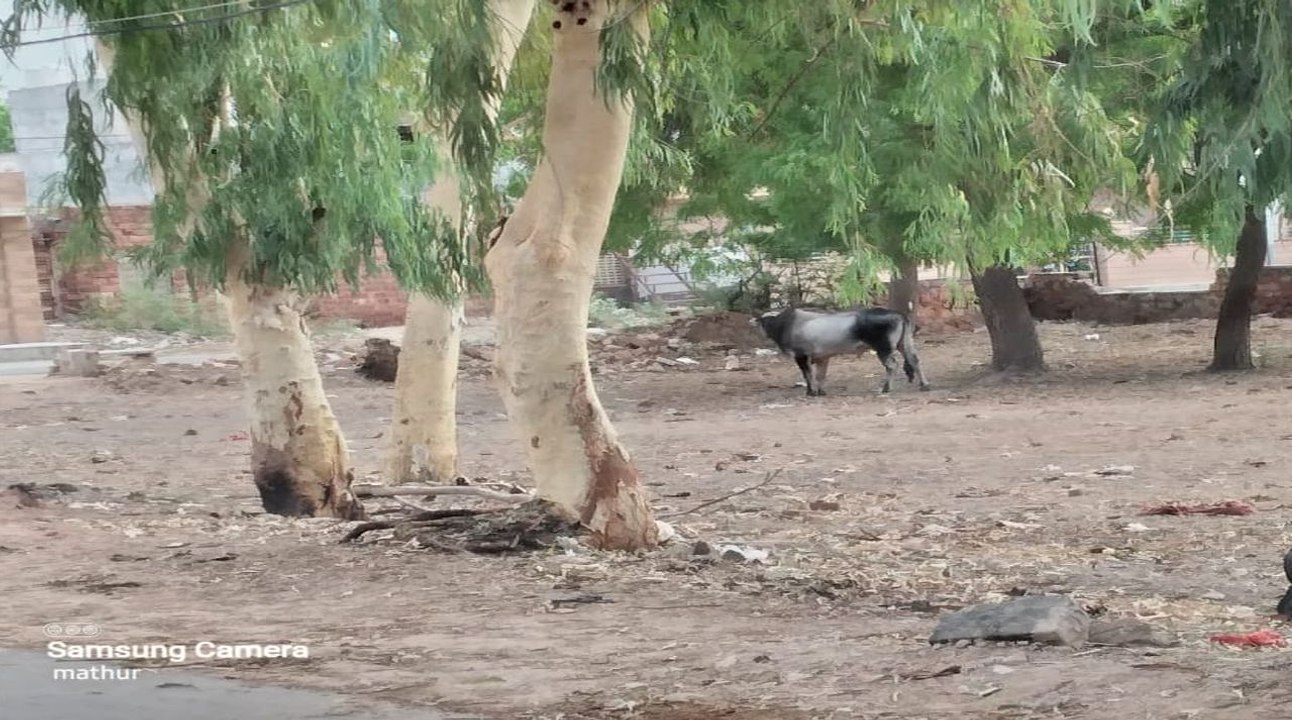 जनता बोली: नगरपरिषद ने ध्यान दिया नहीं, बरबाद कर दिया पार्क, बच्चे कहां खेलने जाएं अब