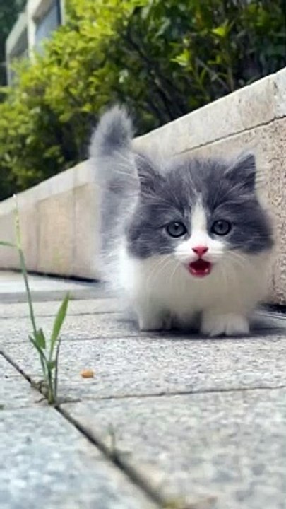 My kitten Korner cat.....  