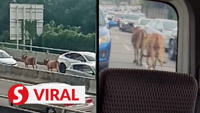 Two cows cause chaos on the LDP in PJ