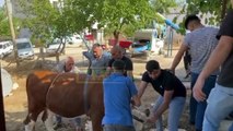 Şanlıurfa’da büyükbaş sahibinin elinden kaçtı! İşte o anlar