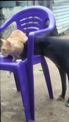 Un chaton très taquin n'a pas peur des chiens