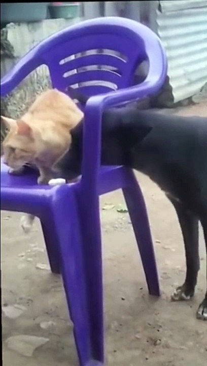 Un chaton très taquin n'a pas peur des chiens