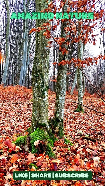 Beautiful nature scene