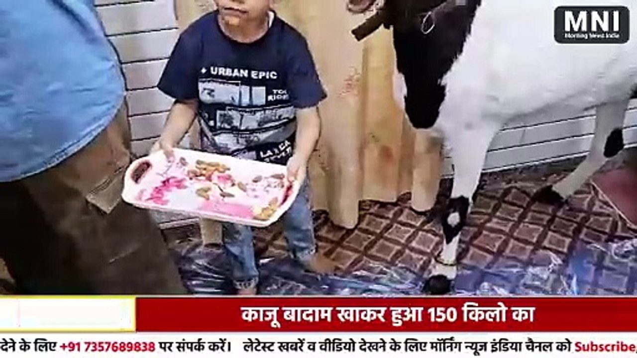 एयर कंडीशनर कमरे में रहता है शमशेर , काजू बादाम खाकर हुआ 150 किलो का