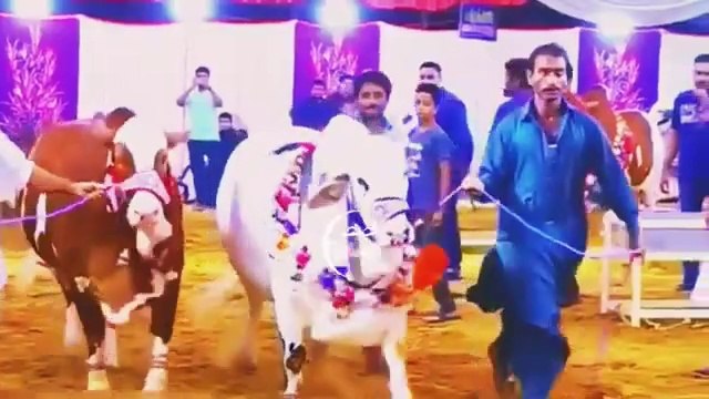 qurbani ke janwar _konse janwar ki qurbani jaiz ni _ bakra eid _qurbani ka j