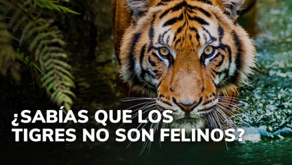 ¿Sabías que los tigres no son felinos?