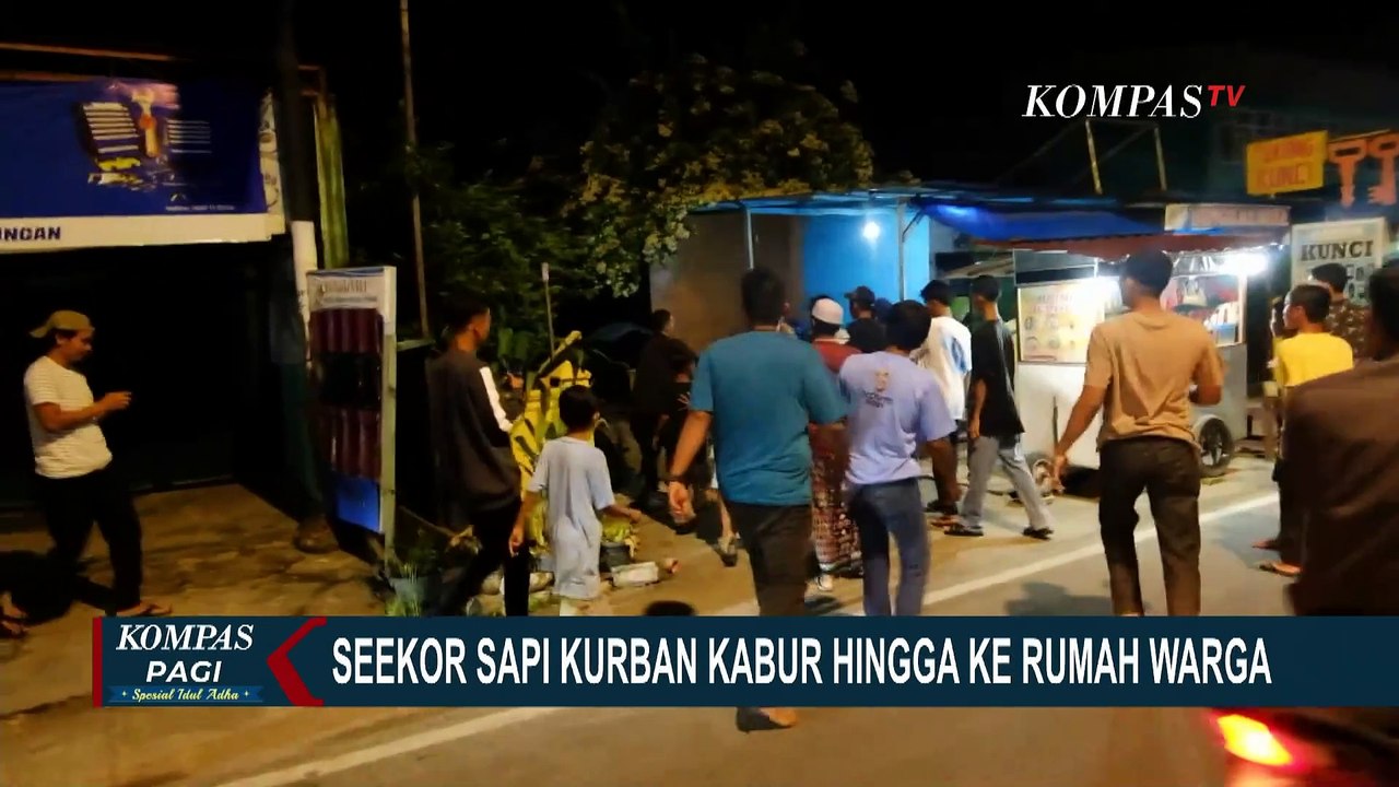 Mengamuk dan Kabur saat Dikejar Warga, Sapi Kurban Masuk ke Kali Sentiong Jakarta Utara!