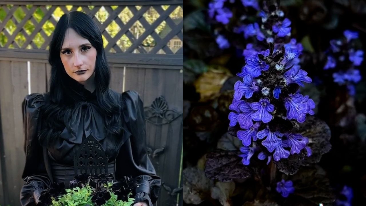 "Ich habe 6.000 Dollar für meinen Gothic-Garten im Stil der Addams Family ausgegeben - ich züchte nur schwarze Pflanzen"