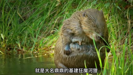 Beavers, the "infrastructure maniac", are often hit by the trees they have chewed