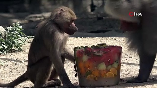 Sıcaktan bunalan hayvanlara buzlu meyve keyfi