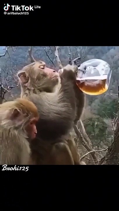 Sharabi monkey
