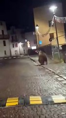 Orso Trentino
