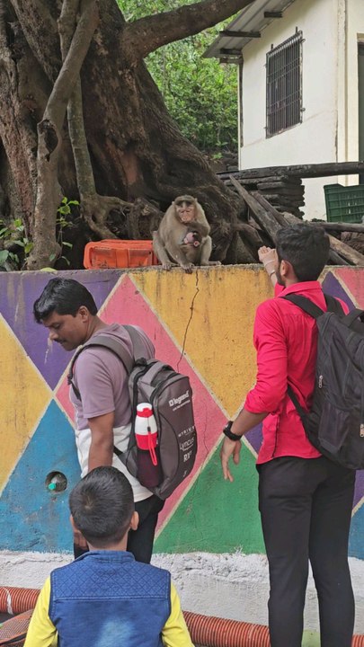 Monkey with her baby 