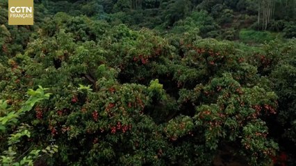 La 5G aide les producteurs de litchis à faire face à la baisse de la production