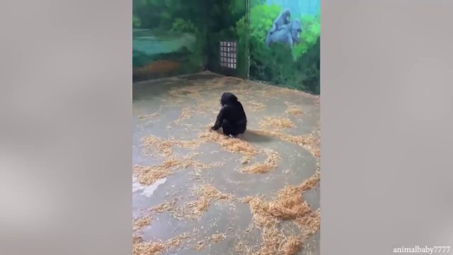 Laugh a Lot With The Funny Moments Of Monkeys Funniest Animals Video
